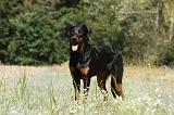 BEAUCERON 775